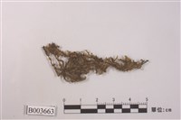 藏品(羽蘚屬)的圖片